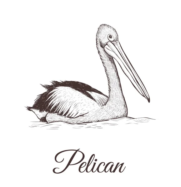 Pelikan szkic wektor ilustracja. — Wektor stockowy