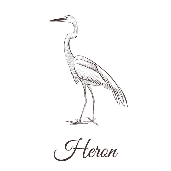 Heron är en skiss teckning. — Stock vektor