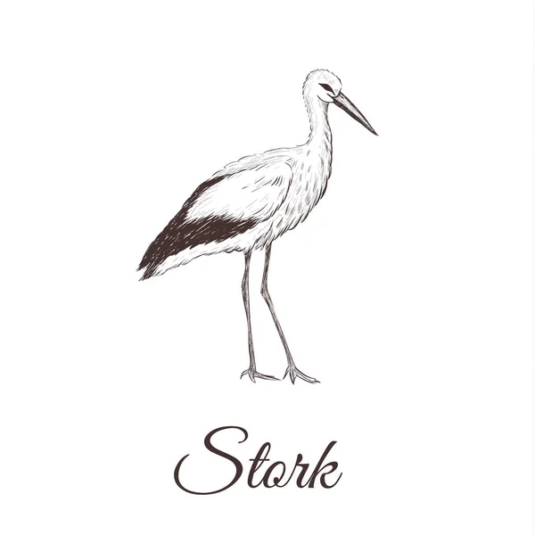 Stork jest rysunek szkic. — Wektor stockowy