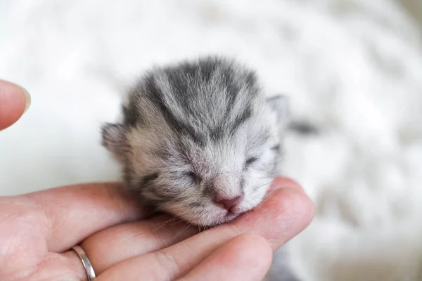 Cute kitten is striped. Kitten baby — Stock Photo, Image