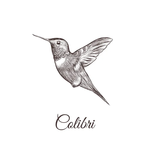 Kolibri skizziert Handzeichnung. Colibri — Stockvektor