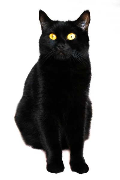 Gato preto. Gato bonito preto em um fundo branco — Fotografia de Stock