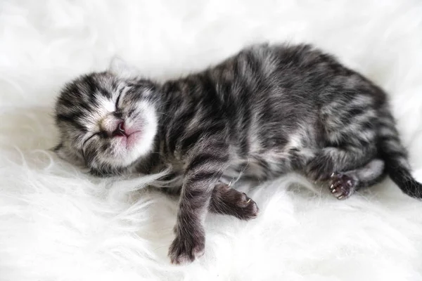 Kitten baby pasgeboren. Het kitten is gestreept — Stockfoto
