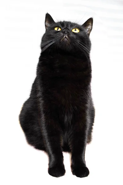 Gatto nero. Nero bellissimo gatto su sfondo bianco . — Foto Stock