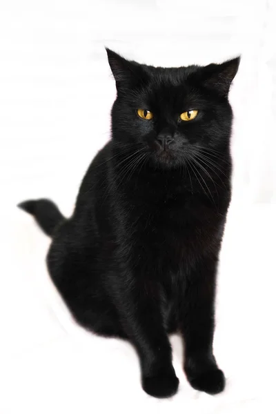 Gatto nero. Nero bellissimo gatto su sfondo bianco . — Foto Stock