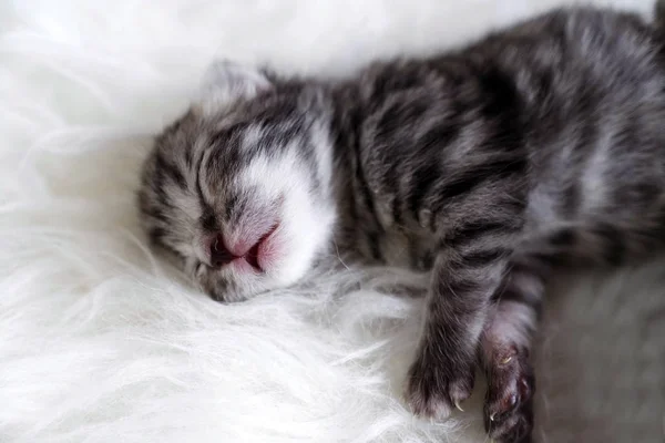 Kitten baby pasgeboren. Het kitten is gestreept — Stockfoto