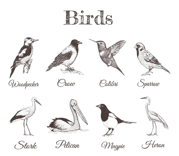 Птахи роблять ескіз. Колекція птахів . — стоковий вектор
