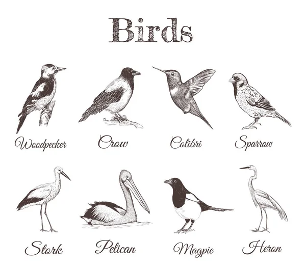 Gli uccelli disegnano. Raccolta di uccelli . — Vettoriale Stock