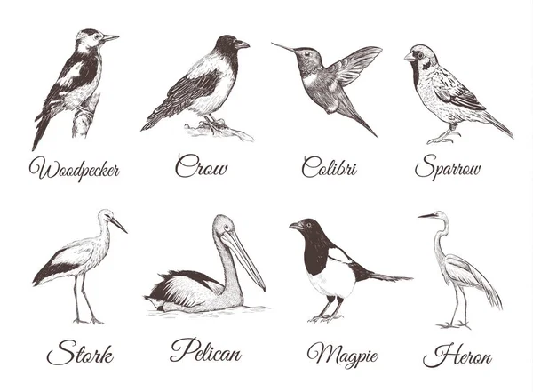 Vögel skizzieren. Sammlung von Vögeln. — Stockvektor
