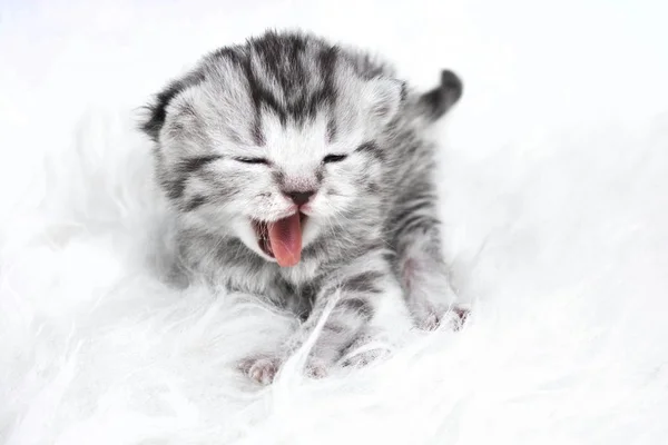 Το γατάκι χασμουρητά. Μωρό γατάκι ριγέ — Φωτογραφία Αρχείου