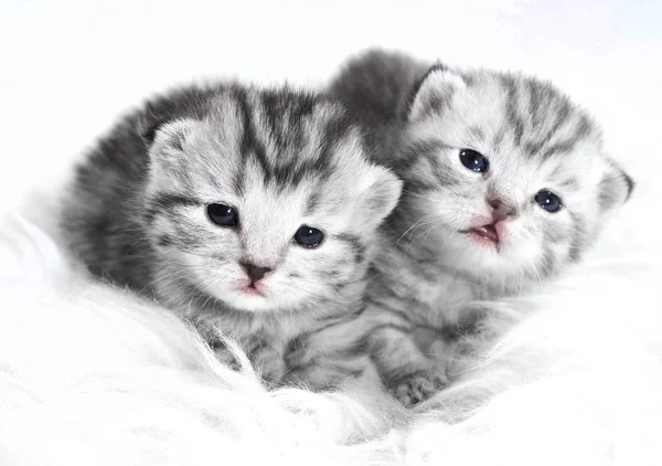 Кошенята немовляти в смугасто-сірому кольорі. Кошенята — стокове фото
