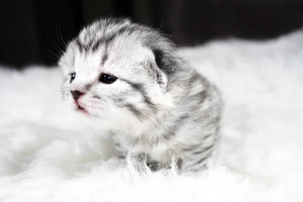 Curious kitten. Baby kitten is curious kitten — Stock Photo, Image