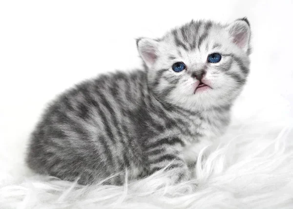 Милый полосатый серый котенок . — стоковое фото
