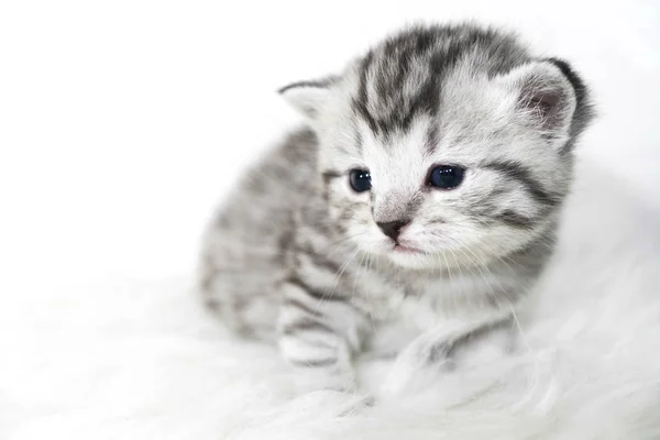 Ładny kotek szare paski. Maleństwo kociak — Zdjęcie stockowe