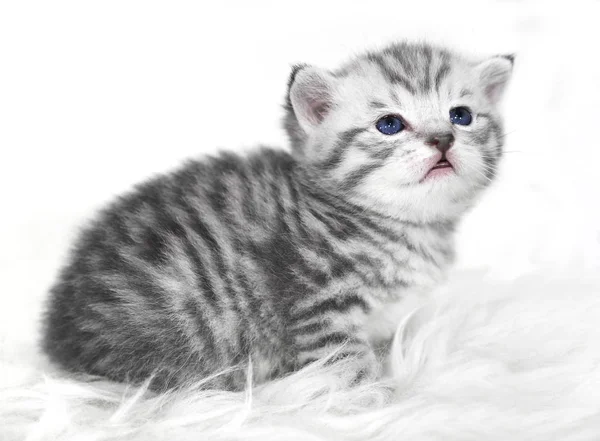 Cute striped gray kitten. — Stock Photo, Image