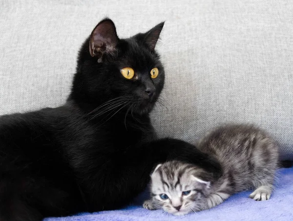 Um gato preto e um gatinho safado . — Fotografia de Stock