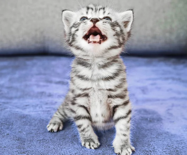 Angry disgruntled kitten. Emotions of a kitten. — Stock Photo, Image