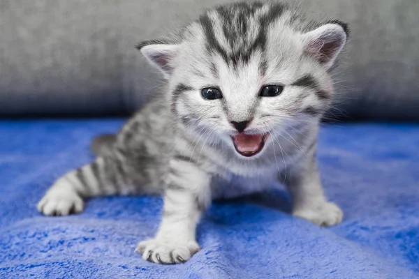 Angry disgruntled kitten. — Stock Photo, Image