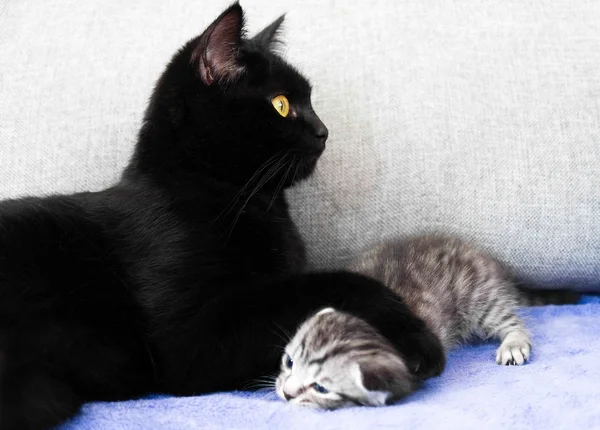 Eine schwarze Katze und ein freches Kätzchen. — Stockfoto