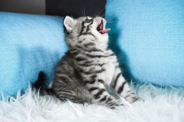 Yavru kedi yawns. 