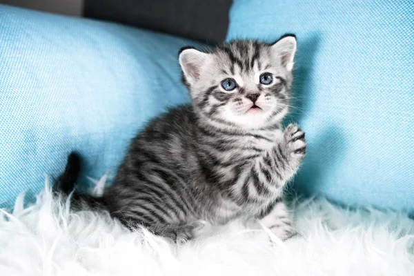 Un lindo gatito está jugando . — Foto de Stock