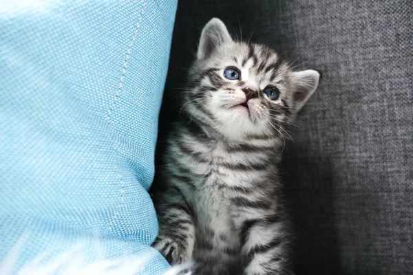 Het kitten gluurt om de hoek. — Stockfoto