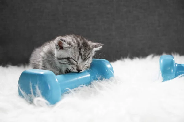 Yavru kedi ve halter. Spor ve yavru kedi. 