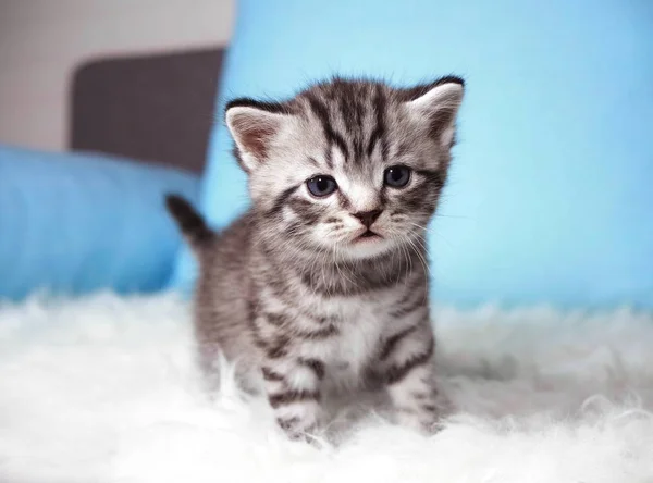 Hermoso lindo gatito — Foto de Stock