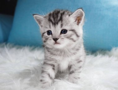 Cute kitten tabby color. Kitten  clipart
