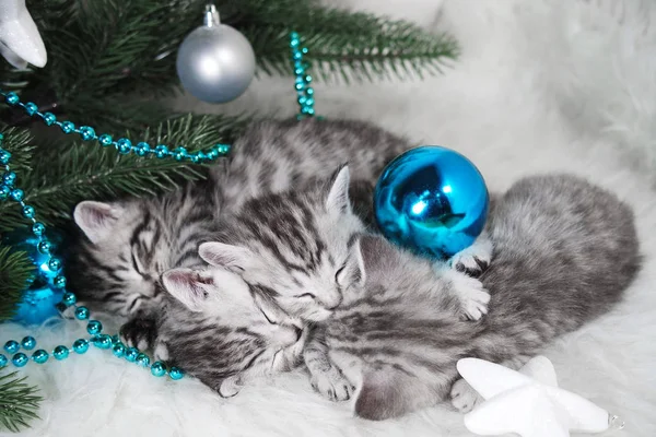 Os gatinhos dormem debaixo da árvore. Natal e Ano Novo — Fotografia de Stock