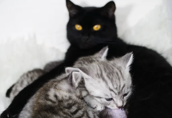 El gato alimenta a los gatitos. Lactancia materna . — Foto de Stock