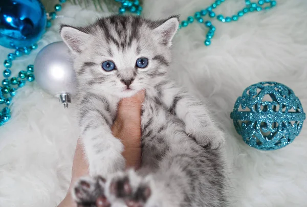 Un gatito está en la mano de la persona. Gatito —  Fotos de Stock