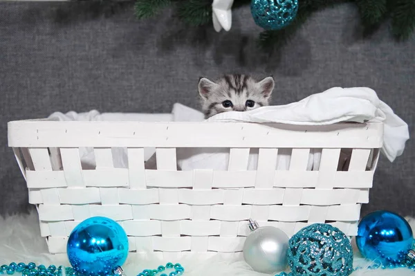 Kotek wygląda z kosza. Kitten Christmas w koszyku. — Zdjęcie stockowe