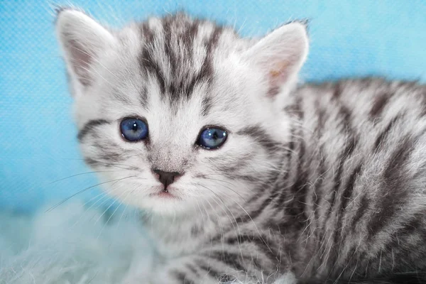 Lindo gatito tabby color. Gatito — Foto de Stock