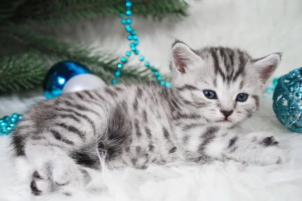 O gatinho está debaixo da árvore de Natal. Brinquedos de árvore de pele azul . — Fotografia de Stock