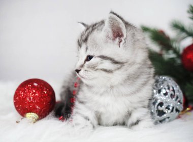 Bir kırmızı top ile şirin tabby yavru kedi. Noel yavru kedi. 