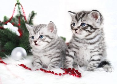 İki kedi yavrusu safkan Noel. 