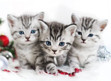 Yavru kedi yeni yılda yürüyor. 