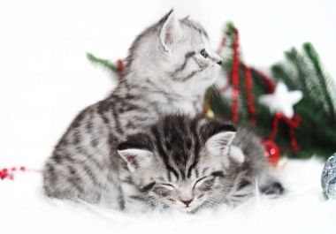 İki kedi yavrusu safkan Noel. 