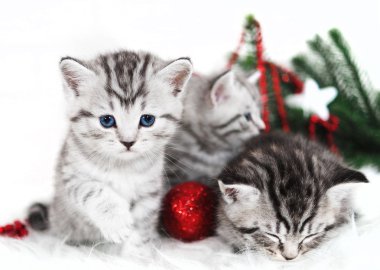 Yavru kedi, Noel tatili, kırmızı Noel topları oyuncaklar. 