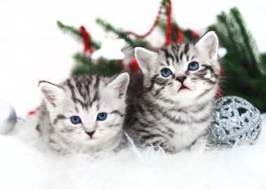İki yavru kedi yeni yıl Noel