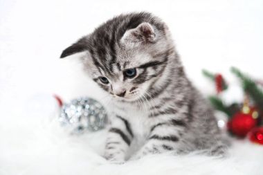 Üzücü bir yavru çizgili