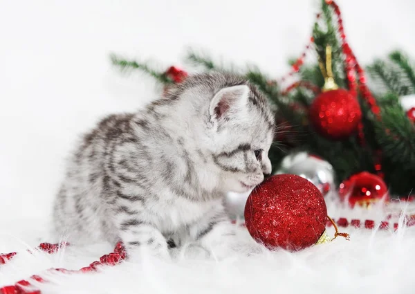 Gatinho encantador com bolas de Natal e uma árvore de Natal . — Fotografia de Stock