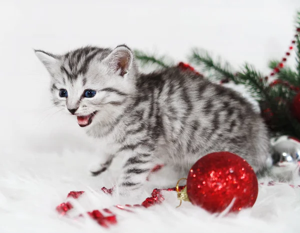 O gatinho grita miau . — Fotografia de Stock