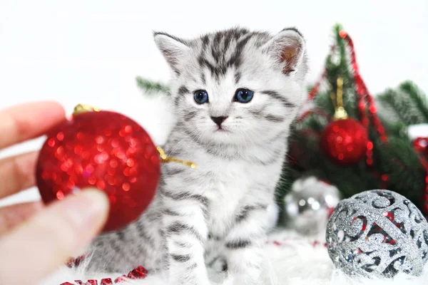 Um lindo gatinho e a mão de um homem em vermelho — Fotografia de Stock