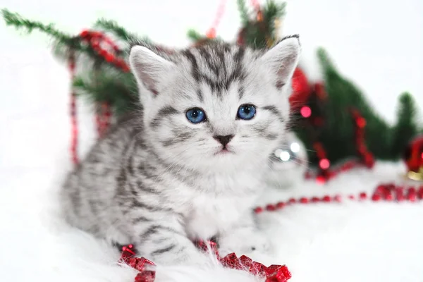 Encantador, gatinho bonito . — Fotografia de Stock