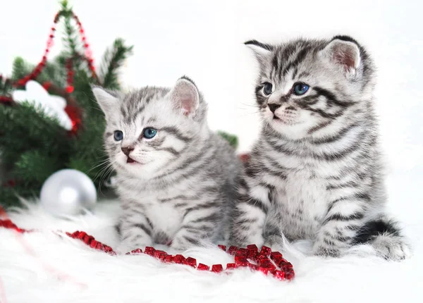 Two kitten thoroughbred in christmas. — Stock Photo, Image