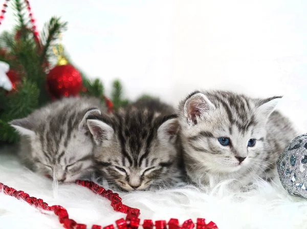 Los gatitos yacen bajo el árbol de Navidad . —  Fotos de Stock