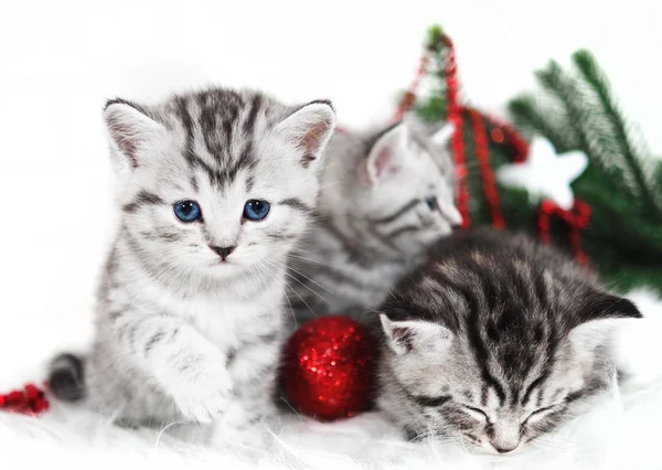 Котята, рождественские праздники, красные рождественские шарики игрушки . — стоковое фото