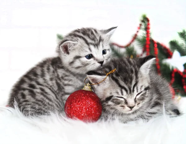 Dos gatitos yacen bajo el árbol de Navidad —  Fotos de Stock